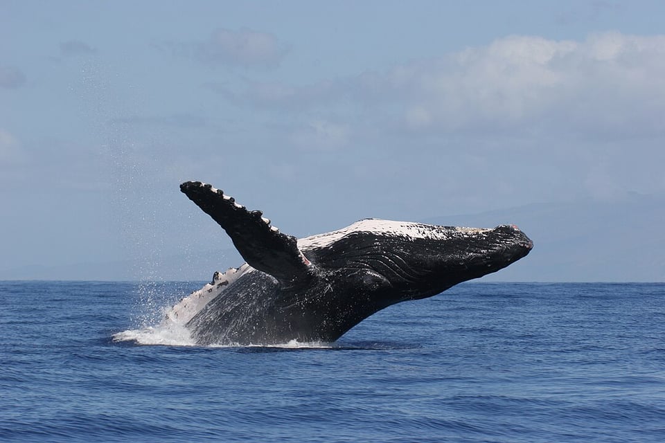 this is a photo of a humpback whale breaching against a cloudy blue sky, taken by National Marine Sanctuaries and in the public domain