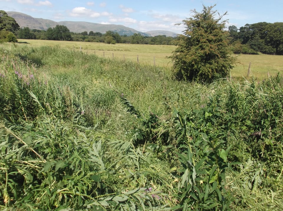 Looking out over a wheatfield. A hawthorn tree to the right in the middle ground and in front a lot of wild flower foliage, willow herb, dock and mugwort, flattened by the wind. A line of trees and distant Ochil hills in the background