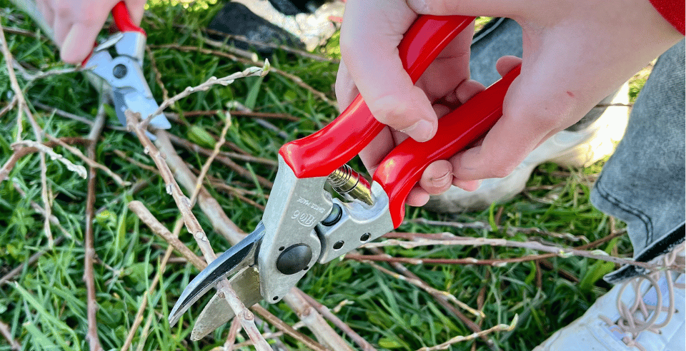 Wilgentenen snoeien tijdens meewerkdag