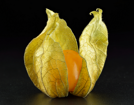 A golden berry sits in the center of a leaf-like lantern structure, open and pointing skywards.