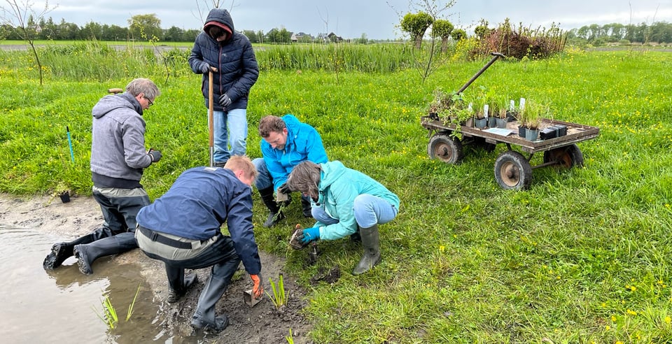 Aanplant vijverplanten tijdens meewerkdag