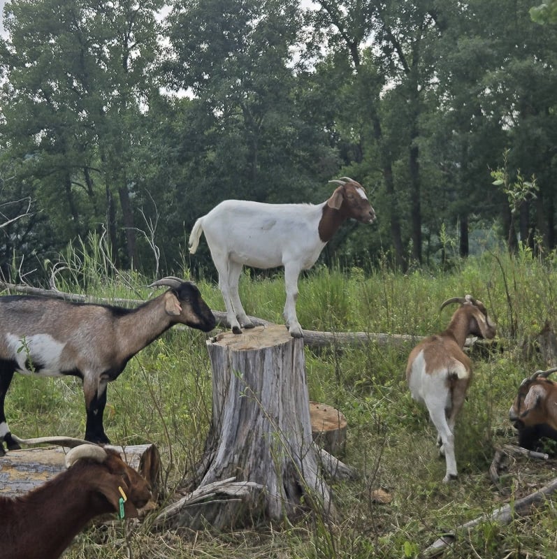 Buckthorn, beware! Invasives-eating goats are back in Frontenac State Park, devouring that creeping weed-tree up on Rattlesnake Bluff. Here a few of them scout for supper from log perches. / Photo by Amy Poss