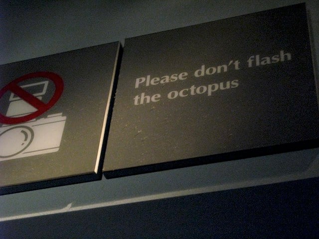 Please don't flash the octopus.