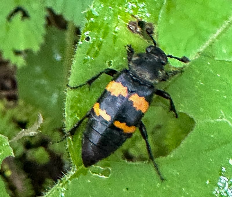 The tomatose burying beetle (Nicrophorus tomentosus) uses the club ends of its antennae to smell out dead vertebrate animals, its food source. Once those are found, the beetle and its mate dig a shallow depression under the animal and cover it with leaf litter. Tomatose burying beetles are devoted parents that feed their larvae regurgitated food for six to eight days till they are fully developed and can go out and find their own carcasses. / Photo by ekwerkwe, September 2025, Frontenac State Park, iNaturalist.

– Steve Dietz, iNaturalist ambassador
