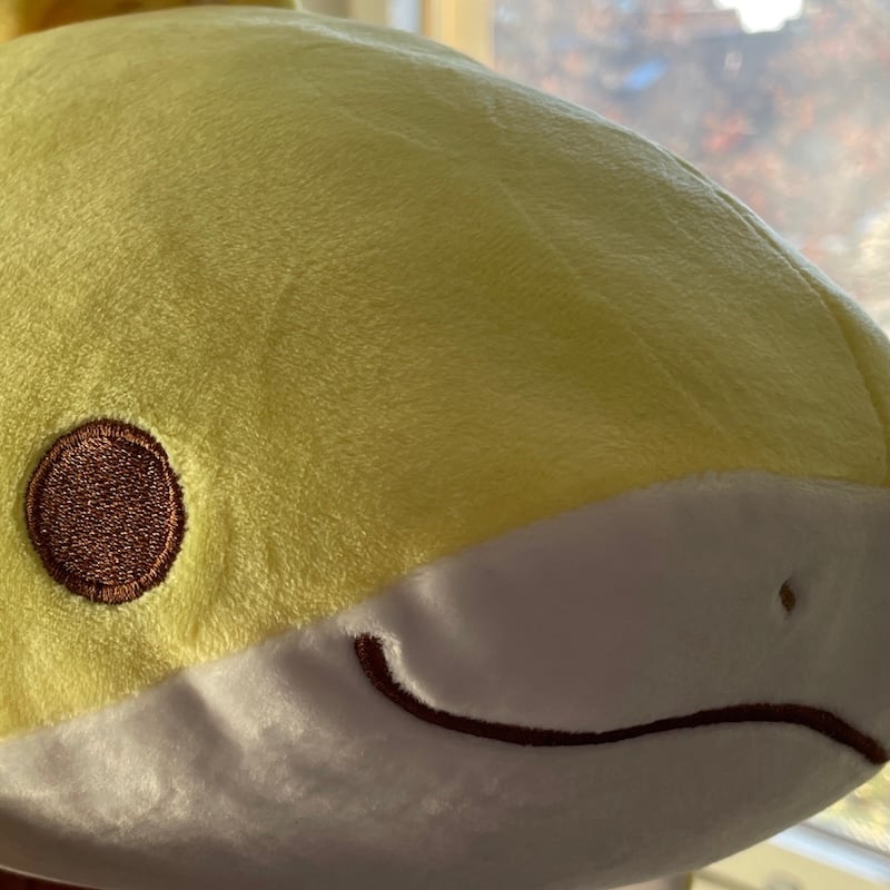 A close-up photograph of a yellow lemon shark.