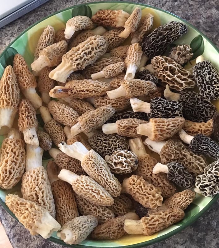 Your newsletter editor and some of her sharp-eyed younger relatives found this enviable bunch of morel mushrooms, gray and blond (both Morchella esculentoides), in or near Frontenac State Park back in May 2019. Since then, we’ve only found a few each year. But … they’re out there, as habitat and rain allow. And what’s more fun than wandering the woods looking for something? Especially morels, in May! They’re probably our most delicious, and coveted, wild mushroom. / Photo by Pamela Miller