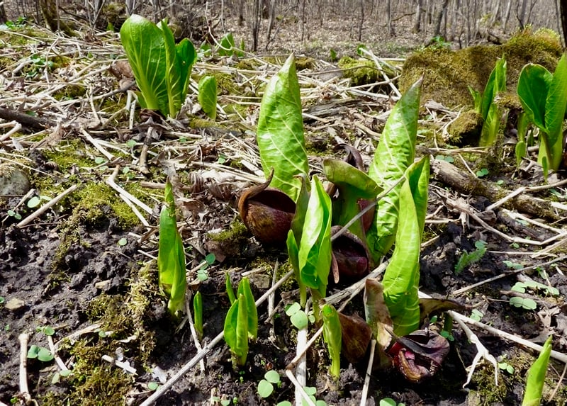 Skunk cabbage (Symplocarpus foetidus) is one of the first spring plants to appear in soggy areas of Minnesota woods. Its foul smell serves a purpose, attracting flies that help with pollination. / Photo by Bruce Ause