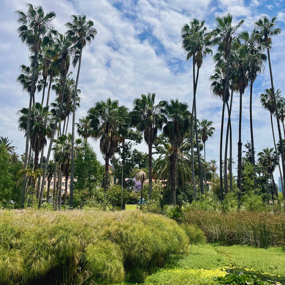 palm trees soar above a park lake in Los Angeles