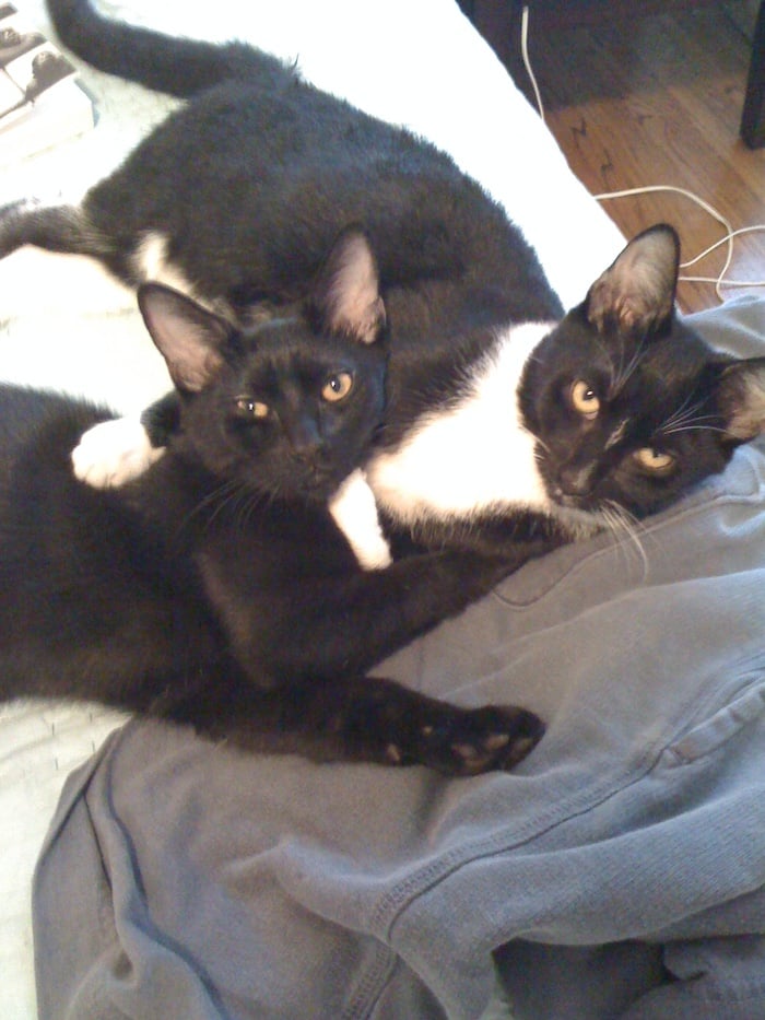 two cats laying on a bed