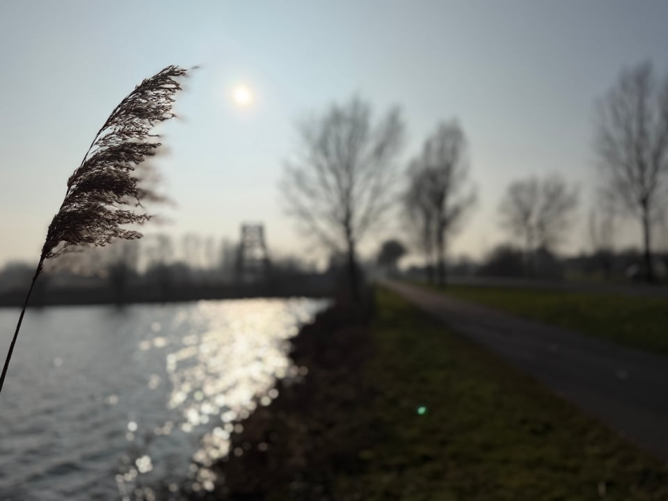 A pampas grass feathery top blows in the wind. The winter sun shines over a lake, bare trees line a bike path off to the right.