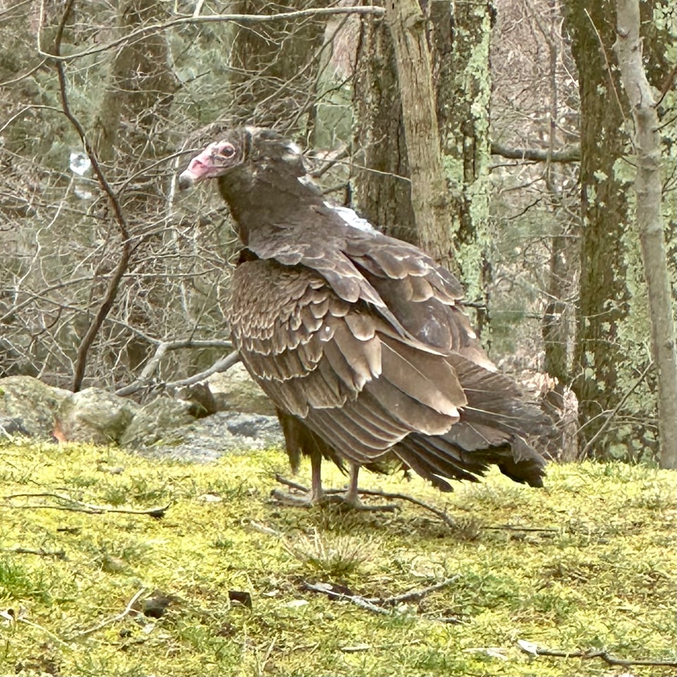 Photo of a turkey vulture with its back to the camera, turning its head in profile, with trees in the background