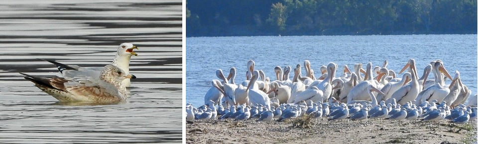 Left: Two Ring-billed Gulls. An adult behind a first winter bird. Ring-bills in their first winter have begun to acquire gray feathers on their backs but still have a lot of brown feathers on their heads and wings. Right: Ring-billed Gulls gathered on Sand Point with American White Pelicans./ Photos by Steve Dietz.