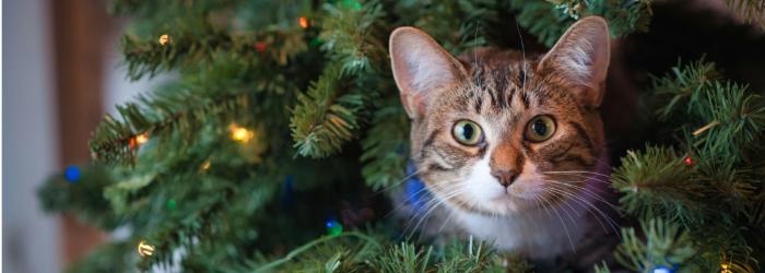 a cat peeking out of a christmas tree