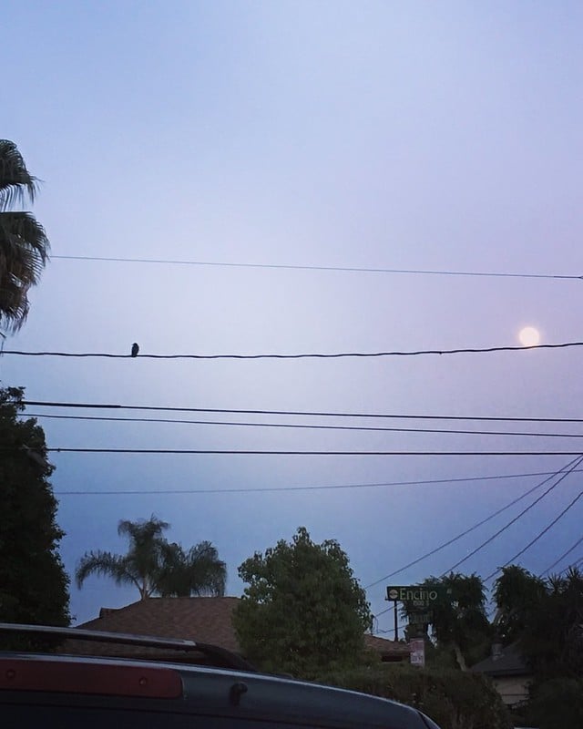A photo of a soft blue twilight sky, only the tops of roofs and some trees visible as the sky softens from blue to soft white up past overlapping power lines. A full moon seems to rest on the right side of one cable, balanced on the left by the small shape of a snuggled-in crow.