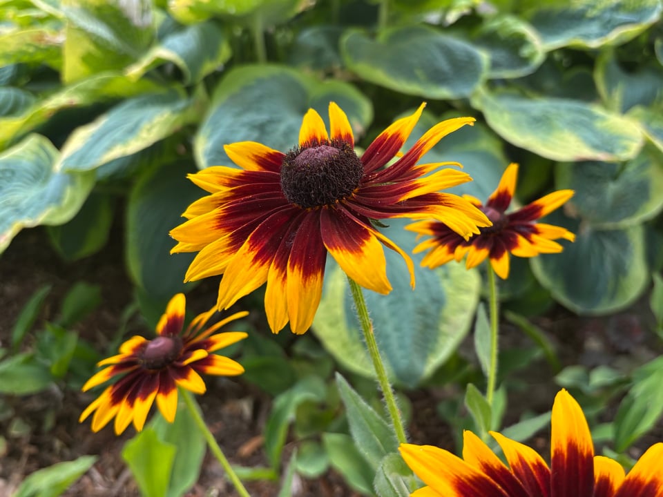 Black-eyed Susans (I think) with black eyes that bleed halfway up the petals