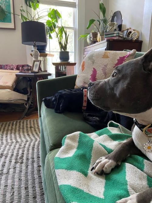 Two dogs on a sofa looking at something to the left.