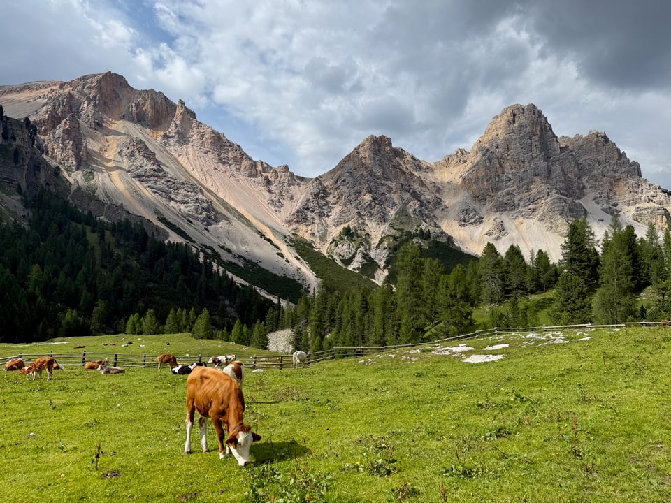 cow eating grass in front of mountains