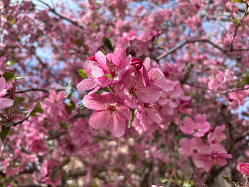 Pink apple blossoms.