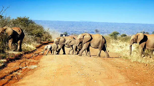 Top Game Reserves to Visit on South Africa Safari Tours Beyond Kruger National Park
