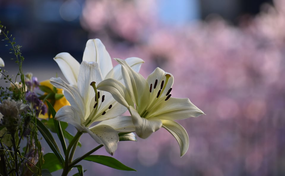 White lilies with blurred apple blossoms in the distant background