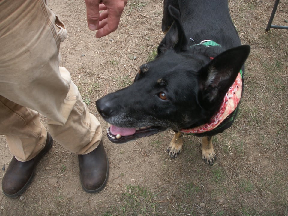 Sage, a German shepherd mix dog