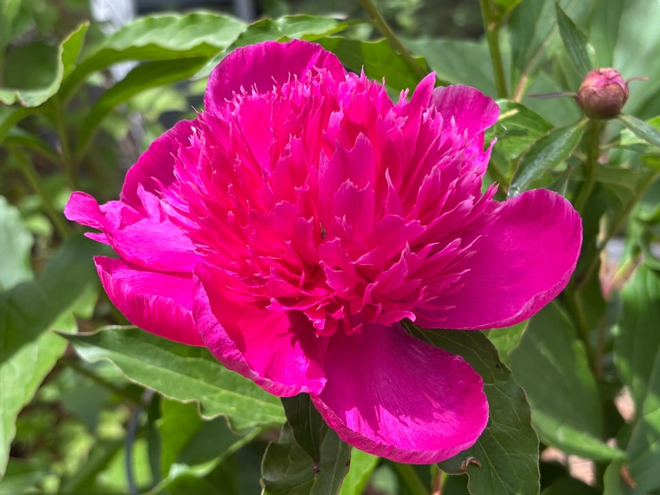 a big, showy peony