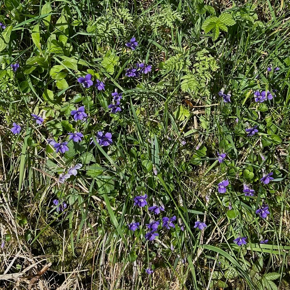 Photo by Rowan Ambrose. Lots of tiny wild violets crowd a grassy and ferny bank in the sunshine.