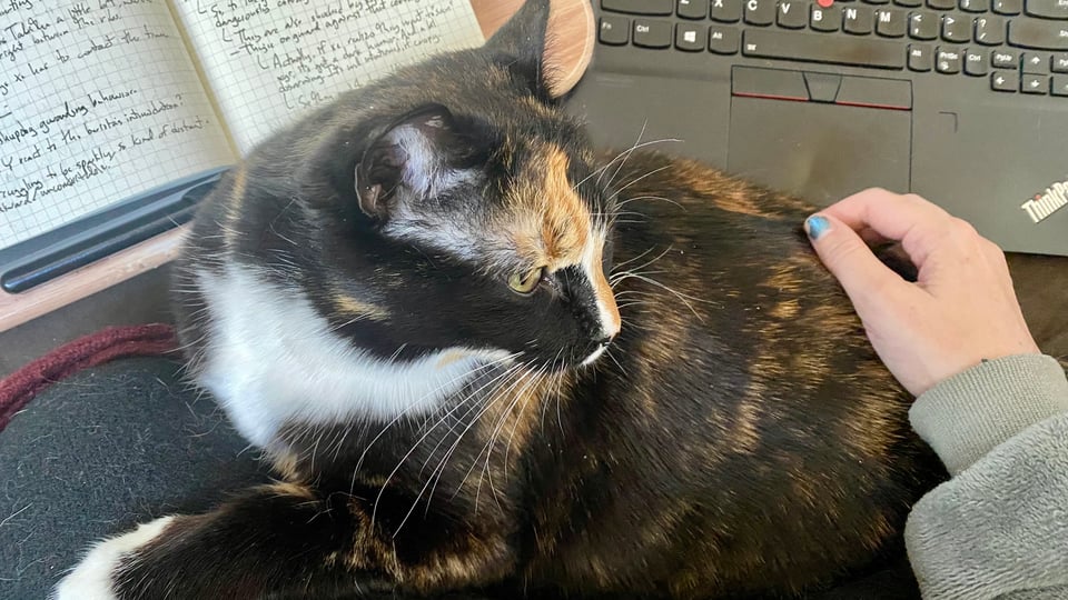 A tortie cat curled up on my lap, looking to the right, and fully in the way of both an open notebook and an open laptop.