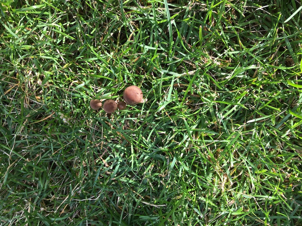 Wreck Your Own Adventure Newsletter 6-28-26: I love mushrooms