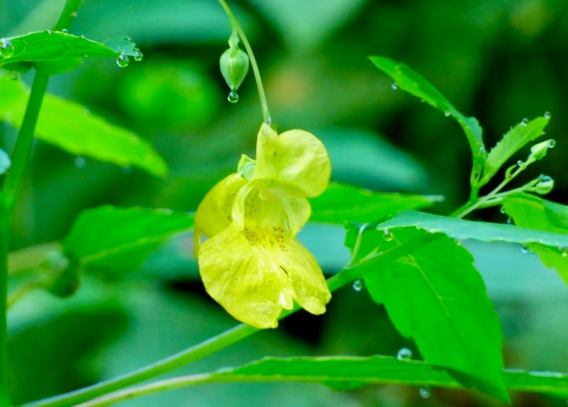 Spotted jewelweed, also called touch-me-not (officially, Impatiens capensis), is in full bloom in late summer. The sap found in the translucent stems of these delicate little snapdragon-like wildflowers has been used as an antidote for encounters with poison ivy. / Photo by Bruce Ause