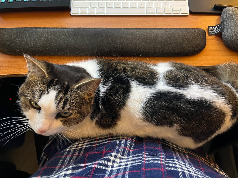 A smug-looking cat looking up at the person whose lap she's covering with her cat stink.
