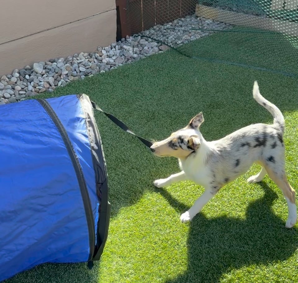 Opal at 12 weeks old, tugging on a strap attached to her tunnel. Taken in my backyard Nov 2025.