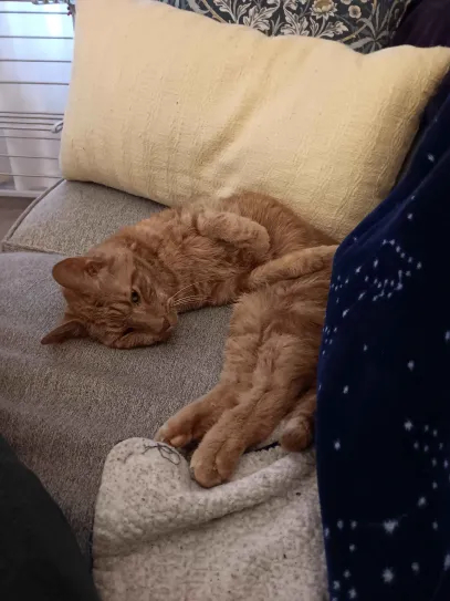 an orange cat in a shrimplike posture on a couch, his hind legs stretched out behind him, looking at the camera like he knows how cute he is (which he does)