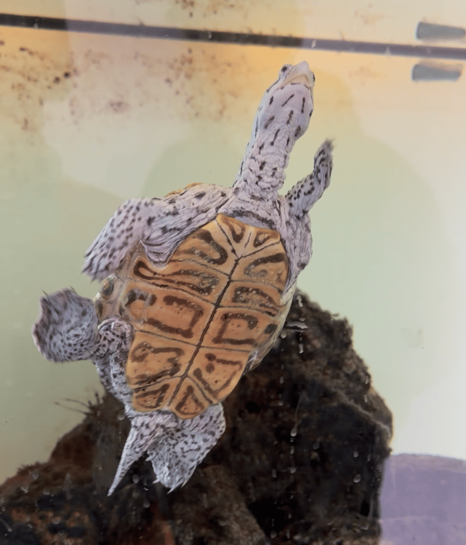 a photo of a diamondback terrapin swimming in a tank