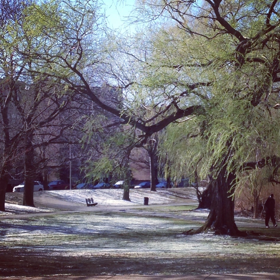 An old Instagram pic of a willow in the Fens just sprouting leaves in the spring, with some snow on the ground and someone walking