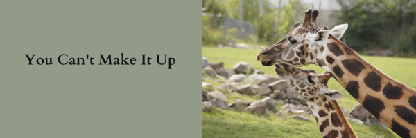 adult and juvenile giraffes