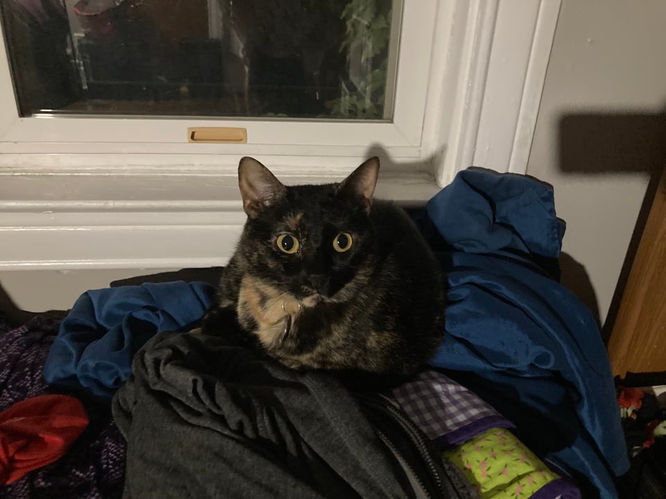 A small black and brown tortoiseshell stares with a wide-eyed gaze, she's lying down in front of a window, on a pile of coats and blankets.
