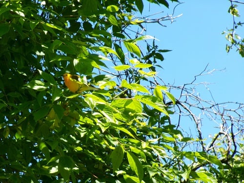 a prothonotary warbler perched in the foliage. it's a small bright yellow songbird with dark wings, eyes, and beak