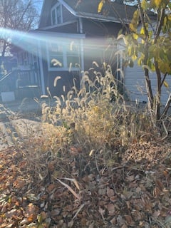 bright autumn light glancing through a yard of gold cattails