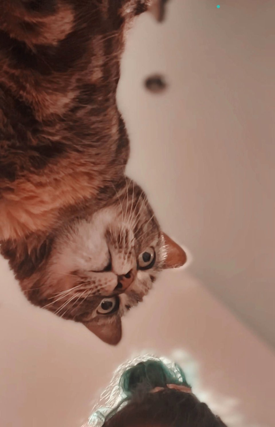 Jojen, a brown and gray tabby cat, stares into the void on a FaceTime call