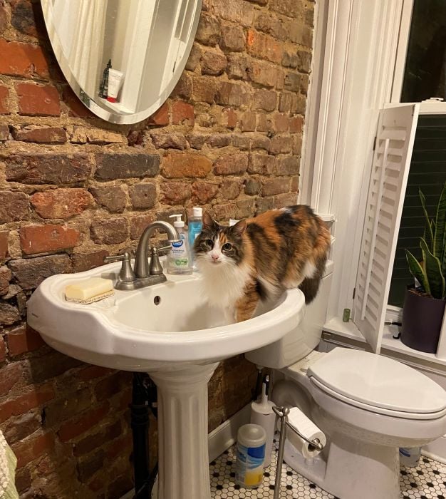 A small calico cat standing half inside a bathroom sink, looking blankly at the camera.