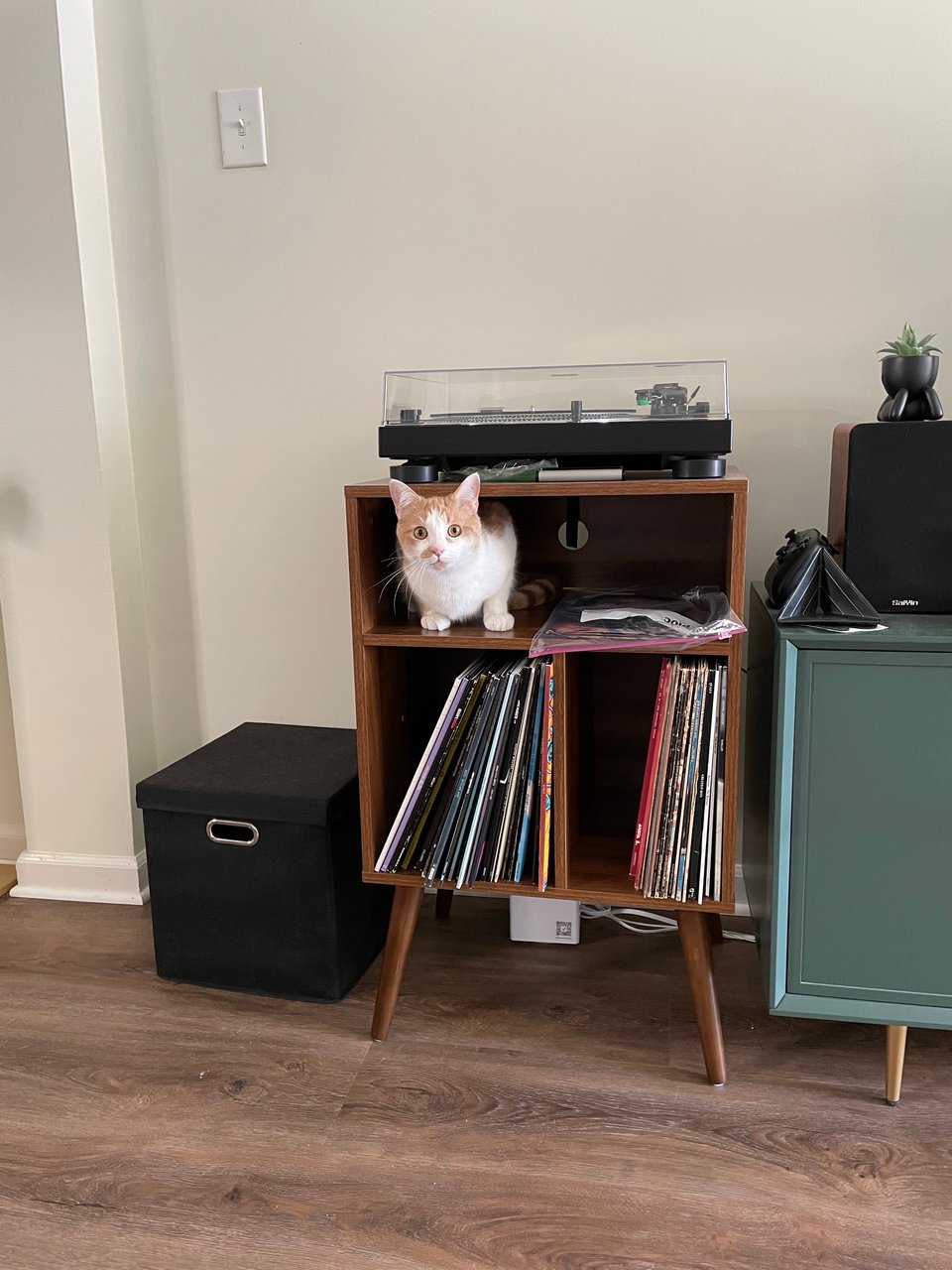 Timmy in the record table