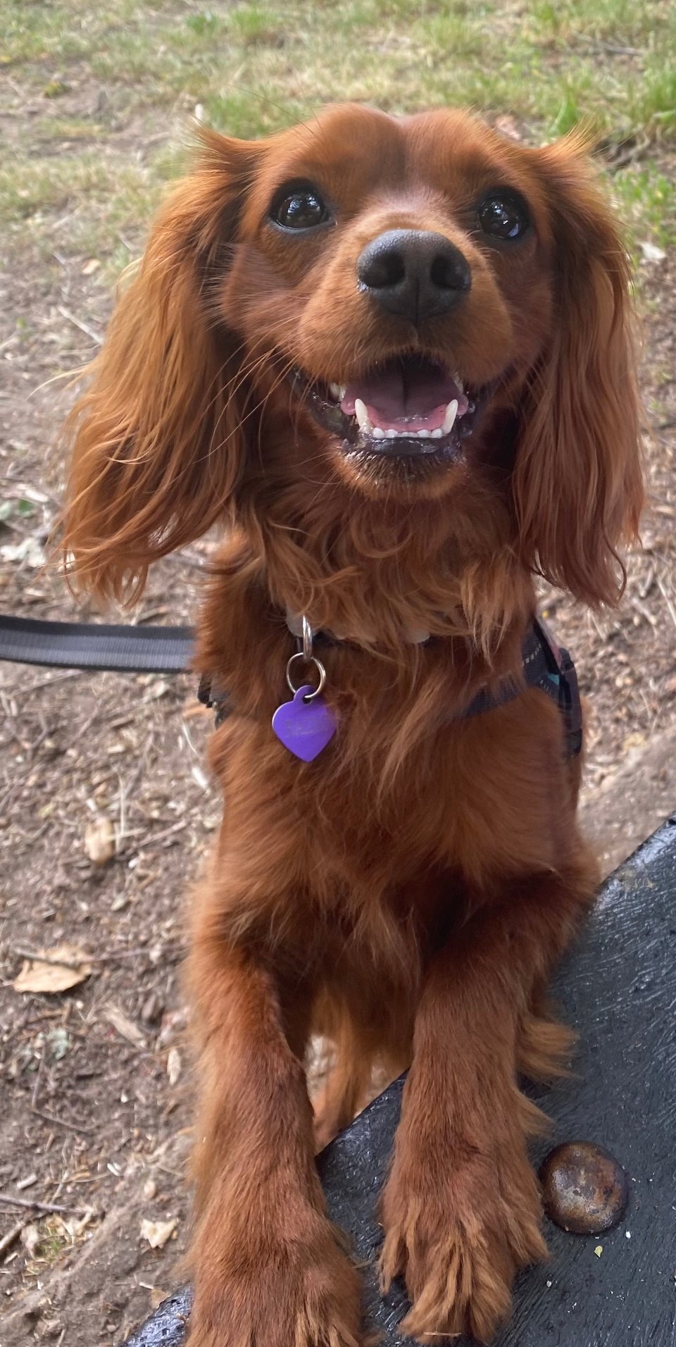 Radio smiles up at the camera.