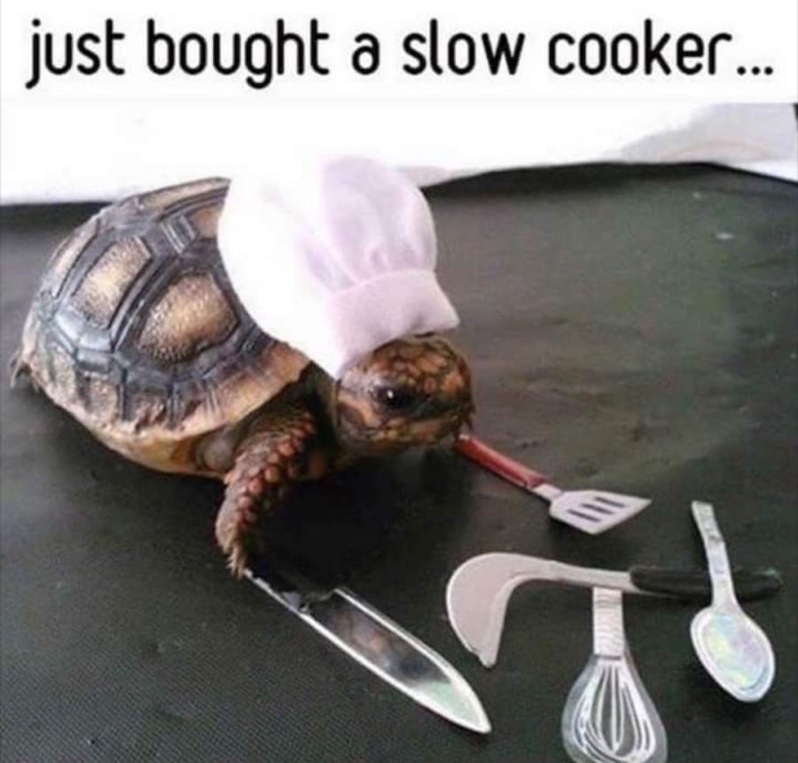 The text "just bought a slow cooker..." over a photo of a tiny baby turtle wearing a tiny chef's hate, with some cooking utensils laid out before him