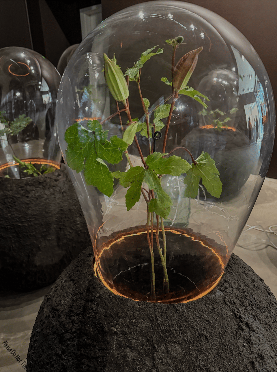 An okra plant growing from soil, encapsulated by a globular glass encasement.