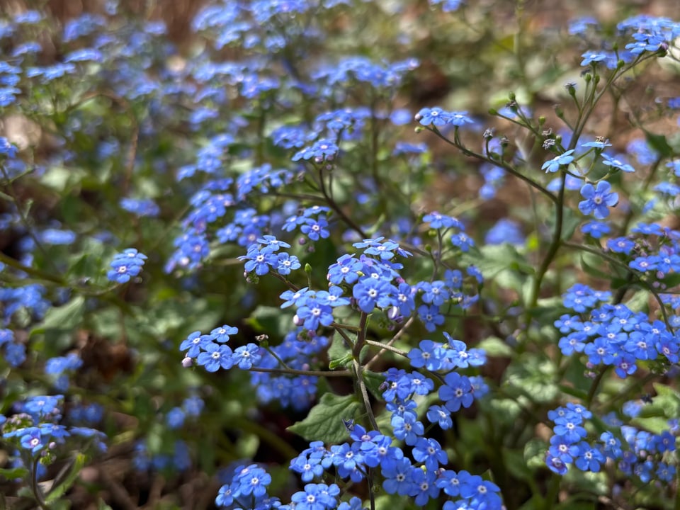 Little blue flowers that are apparently called Siberian bugloss