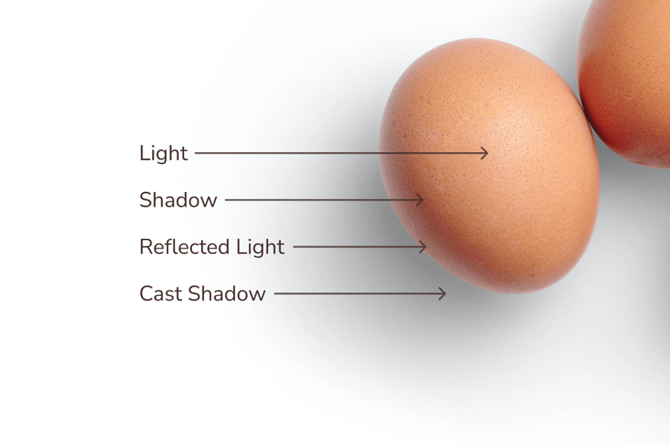 A photograph of some eggs on a white background, with labels indicated the different sections: light, shadow, reflected light, and cast shadow.