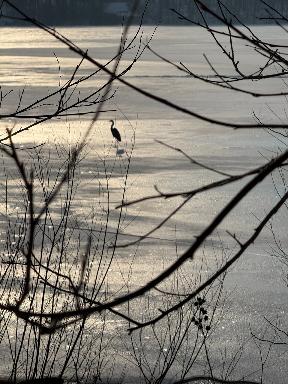 slightly blurry zoomed photo of a silhouetted heron standing on ice in a lake, with branches in the foreground