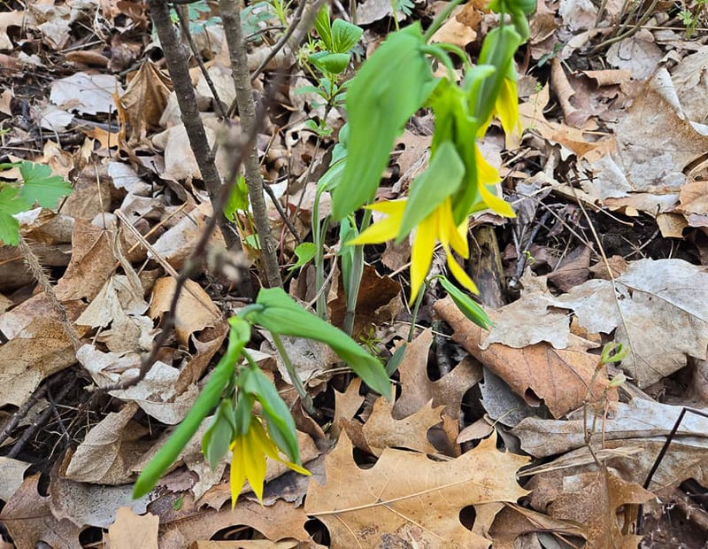 Large-flowered bellwort (Uvularia grandiflora), another spring ephemeral. You’ll often see the word “wort” used in relation to many a herbaceous plant. It’s derived from the Old English word “wyrt,” which means plant, herb or root. / Photo by Pamela Miller