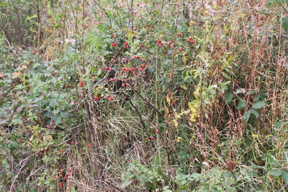 an overgrown patch of wild land with brambles, rose hips foxgloves, docks and fireweed gone to seed.